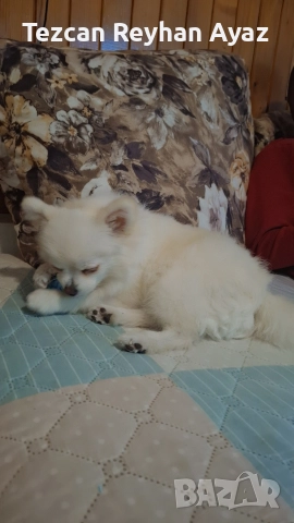 мини померан, снимка 15 - Померан - 51899268