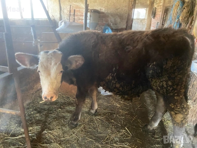 Месодайно мъжко теле на 7 месеца, снимка 2 - Крави - 52614338