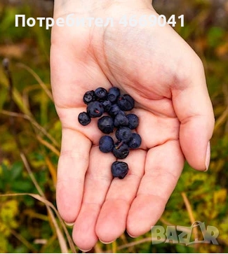 домашни сладка от диви боровинки, снимка 2 - Други стоки за дома - 52676790