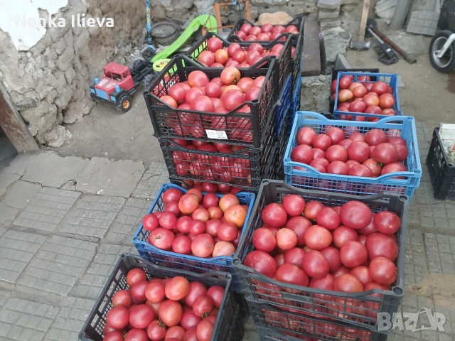Продаваме розови домати, снимка 1