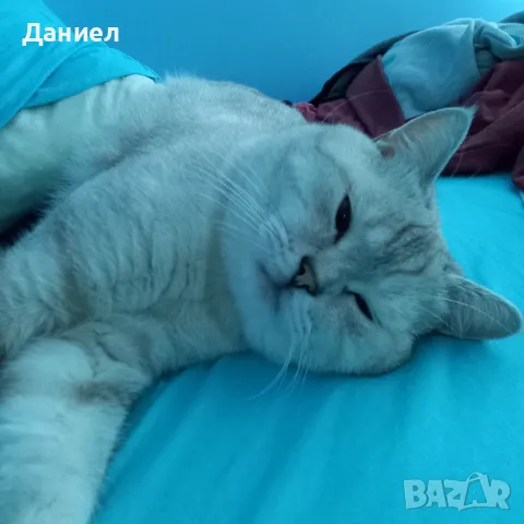 Британец за Разплод, снимка 3 - Британска късокосместа - 47281889