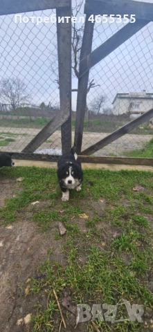 Каракачански кученца, снимка 2 - Каракачанска овчарка - 52467039