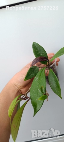 Hoya pubicalyx, снимка 2 - Стайни растения - 52987990