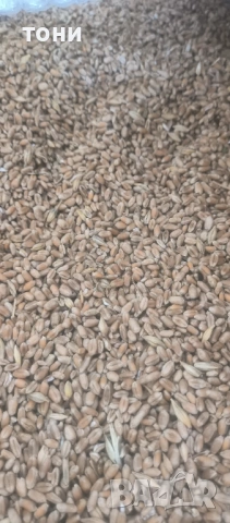 Ечемик пшеница, снимка 2 - За селскостопански - 53160184