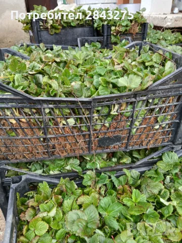 Продавам разсад ягоди , снимка 11 - Сортови семена и луковици - 49800193