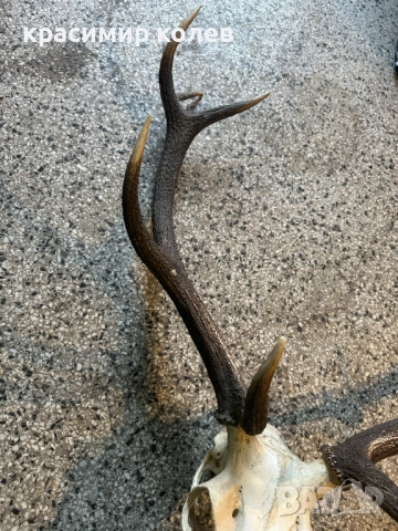 ловен трофей /рога/ 70см., снимка 3 - Антикварни и старинни предмети - 52591960