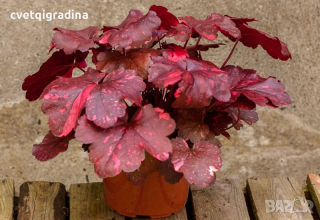 Heuchera ‘Galaxy(Хойхера Галакси)