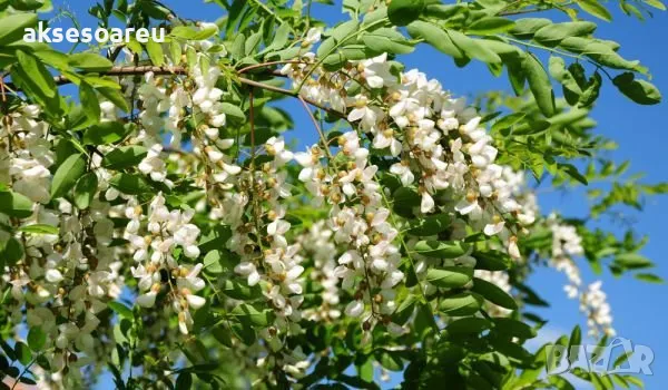 Продавам 400 висококачествени семена от бързо растяща Бяла медоносна акация Бял облагороден салкъм , снимка 5 - Сортови семена и луковици - 49258986