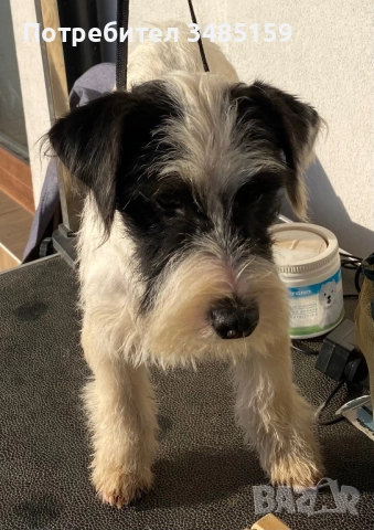 Парсън Ръсел Териер , снимка 8 - Джак ръсел териер - 47713816