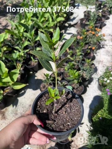 🌱☀️💞 Дафинов лист / Лаврово дърво  (Laurus nobilis) 🌿🌸❤️, снимка 3 - Градински цветя и растения - 51029074