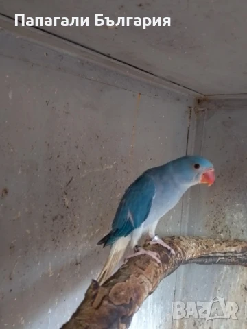 Ръчно хранени Средно говорящи видове папагали , снимка 4 - Папагали - 50957872