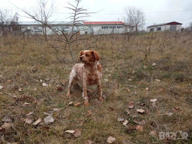 Бретон шпаньол, снимка 2 - Бретон шпаньол - 52706230