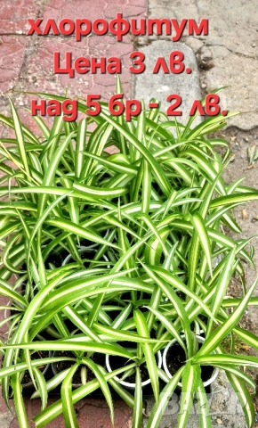 Красота в градината и на балкона, снимка 11 - Градински цветя и растения - 46135404