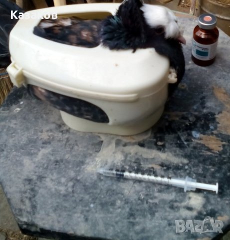 Кутия за ваксинации, снимка 3 - За птици - 43639206