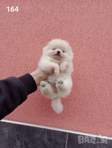 Померани. Снимки от 23.12.25 г., снимка 3 - Померан - 52876428