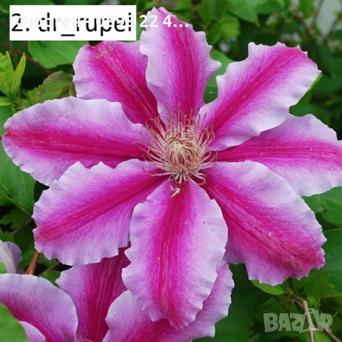 Клематис налични 33 вида