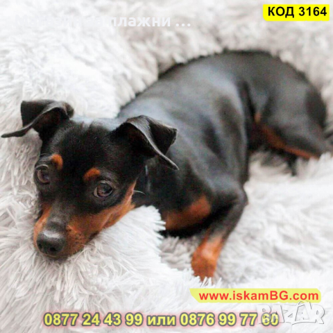 Меко пухено гнездо легло за куче или котка - КОД 3164, снимка 7 - Други стоки за животни - 44842827