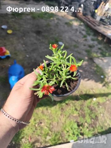  Делосперма лилава / Delosperma Cooperi table mountain / Налични 3 цвята, снимка 5 - Разсади - 49967255