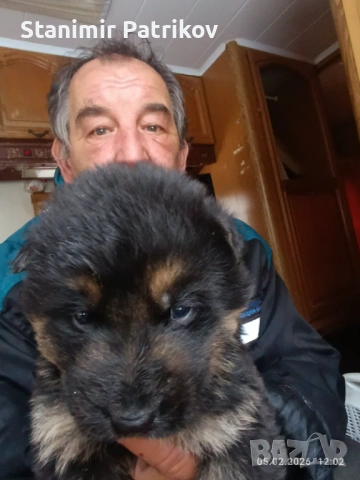 Продават се малки немски овчарки на45 дена мъжко и две женски, снимка 2 - Немска овчарка - 53431045