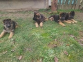 Немски овчарки , снимка 17