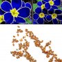 100 бр редки семена от цвете цветя синя вечерна иглика лесни за засаждане в градината градински деко, снимка 6