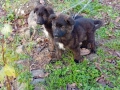 Немски овчарки , снимка 16