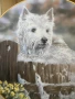 Колекционерска порцеланова чиния за стена от ограничена серия « Westies “., снимка 2
