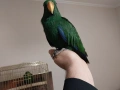 Папагал Еклектус мъжки /бебе , снимка 15