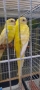 Пойни папагали , снимка 5