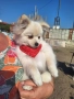 Померан-мини шпиц, снимка 1