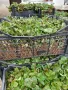 Продавам разсад ягоди , снимка 11