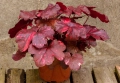 Heuchera ‘Galaxy(Хойхера Галакси), снимка 1