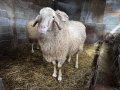 Продавам 2 чистокръвни коча Асаф, снимка 1 - Овце - 43839101