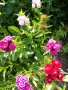 Турски карамфил - разсад, снимка 1 - Градински цветя и растения - 32450073