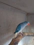 Ръчно хранени Средно говорящи видове папагали , снимка 4