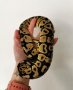  Кралски питон Ball python, снимка 1