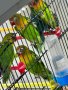 Избор на папагали, снимка 1 - Папагали - 40114947