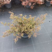Хвойна Репанда, Juniperus communis 'Repanda', снимка 10 - Градински цветя и растения - 39312081