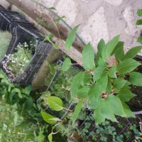 Киви Actinidia arguta Issai - МИНИ КИВИ – малко познато и много вкусно!  , снимка 3 - Градински цветя и растения - 27492722