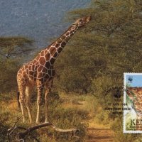 Кения 1989 4 броя Карти Максимум - WWF, снимка 4 - Филателия - 38881610