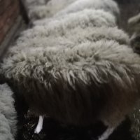 Коч ,големи  мъжки  агнета и шилета, снимка 9 - Овце - 33432127