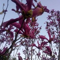 Резници от красива магнолия 💥, снимка 4 - Градински цветя и растения - 28291845