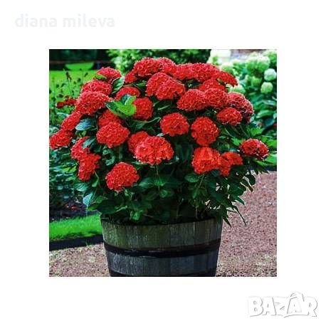 Хортензия Червен Барон, Hydrangea macr. Red Baron , снимка 1