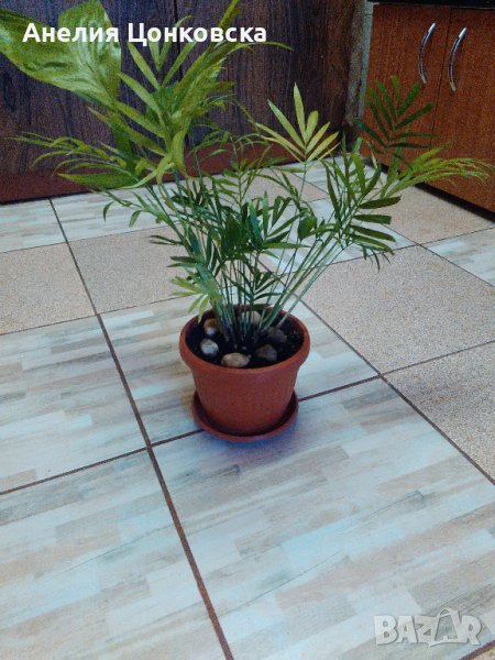 ХАМЕДОРЕЯ ЕЛЕГАНС, снимка 1