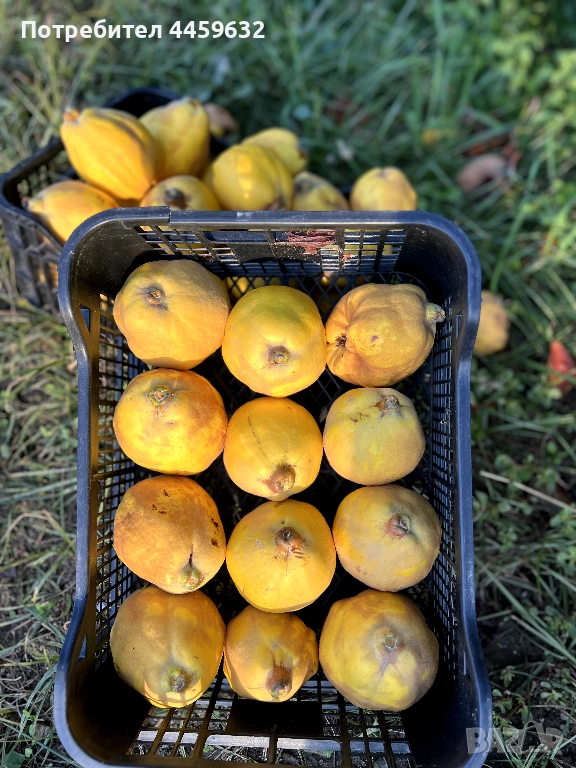 Дюли за ракия , снимка 1