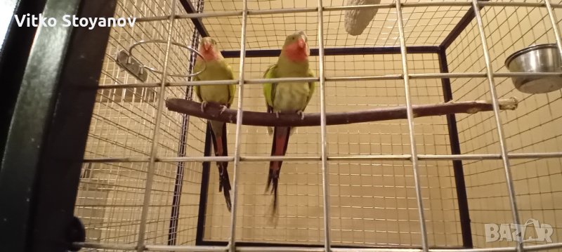 Чифт принцов папагал-Александрино, снимка 1