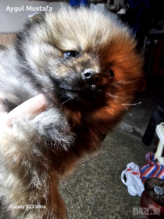 Мини шпиц померан, снимка 1