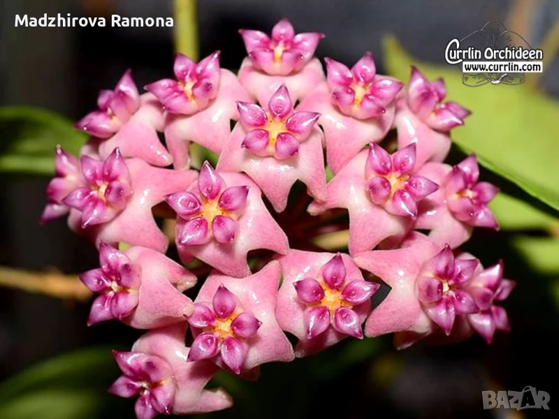 Hoya Flores island , снимка 1