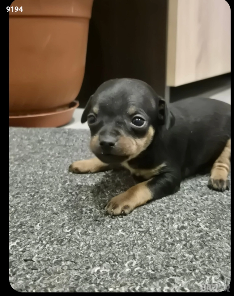 малки пинчерчета, снимка 1