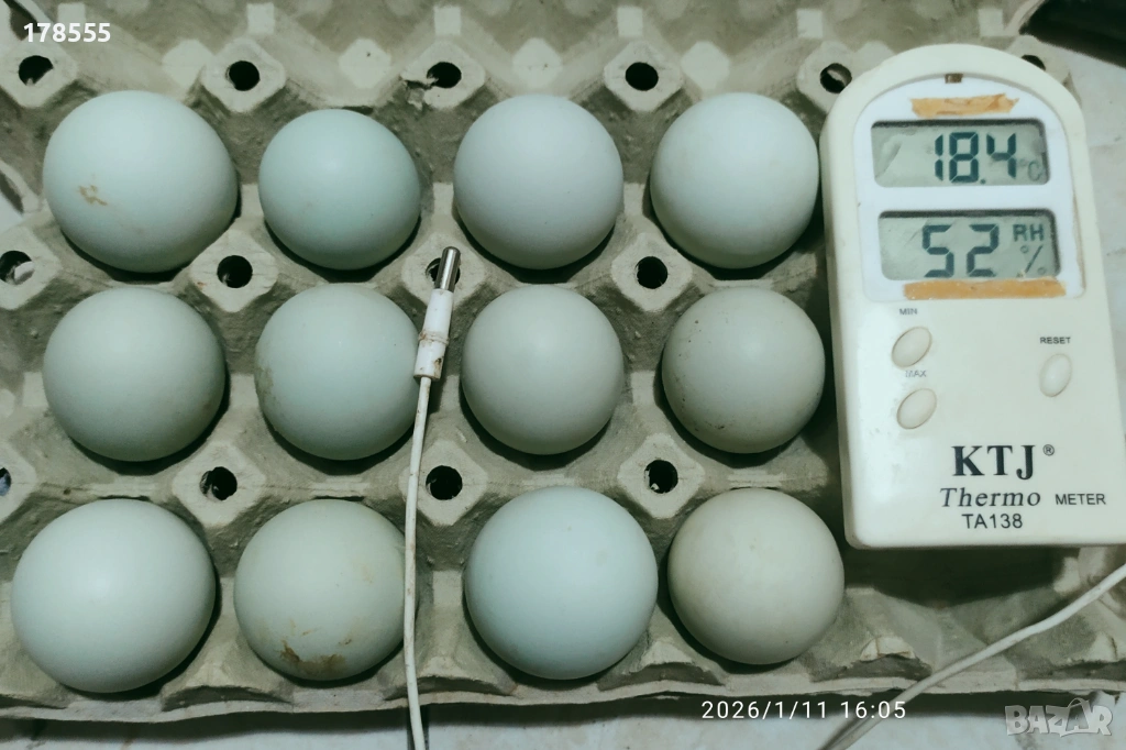 Оплодени яйца от Американска Аракуана!!, снимка 1